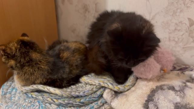 ПСИСССИМИСТИЧЕСКОЕ ВИДЕО про вязание и не только смотреть онлайн