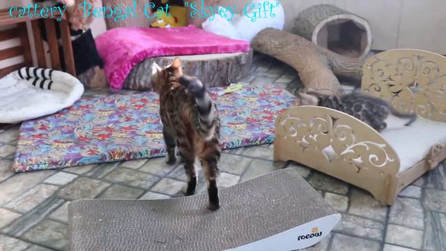 Прикольные кошки, бенгальские котята, питомник бенгалов, купить бенгала, самые красивые кошки