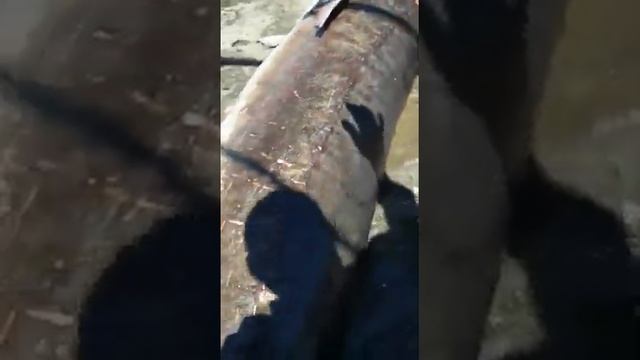 Вот белуга на Каспии. смотреть онлайн