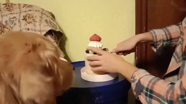 Булечке - восемь лет! Поедание тортика от "Ками одобряет" смотреть онлайн