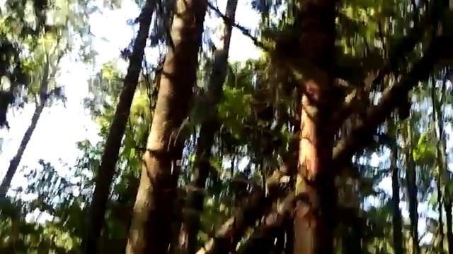 Кирилл Репьев. Дары леса смотреть онлайн