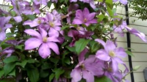 Best Plants for Morning Sun Afternoon Shade - Clematis