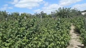 ремонтантная малина выращивание || Бизнес на селе || Тепличный бизнес. Бизнес идея