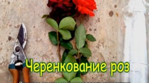 Размножение роз черенками летом