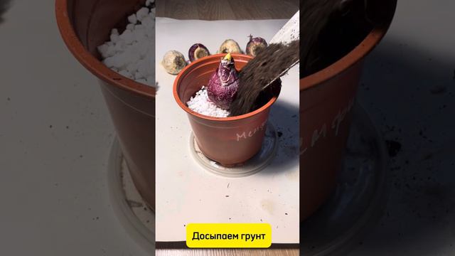 Как вырастить гиацинты из луковиц смотреть онлайн