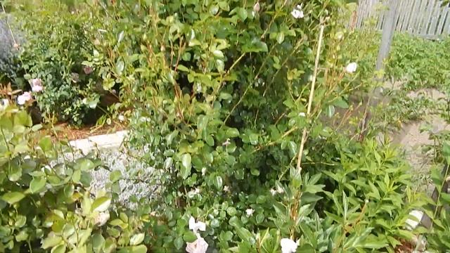 Роза Остина Дездемона смотреть онлайн