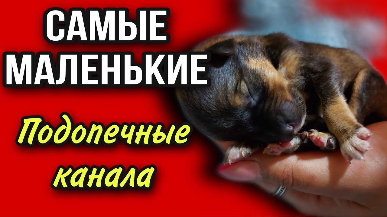Самые маленькие подопечные канала «ЗООМАМА»