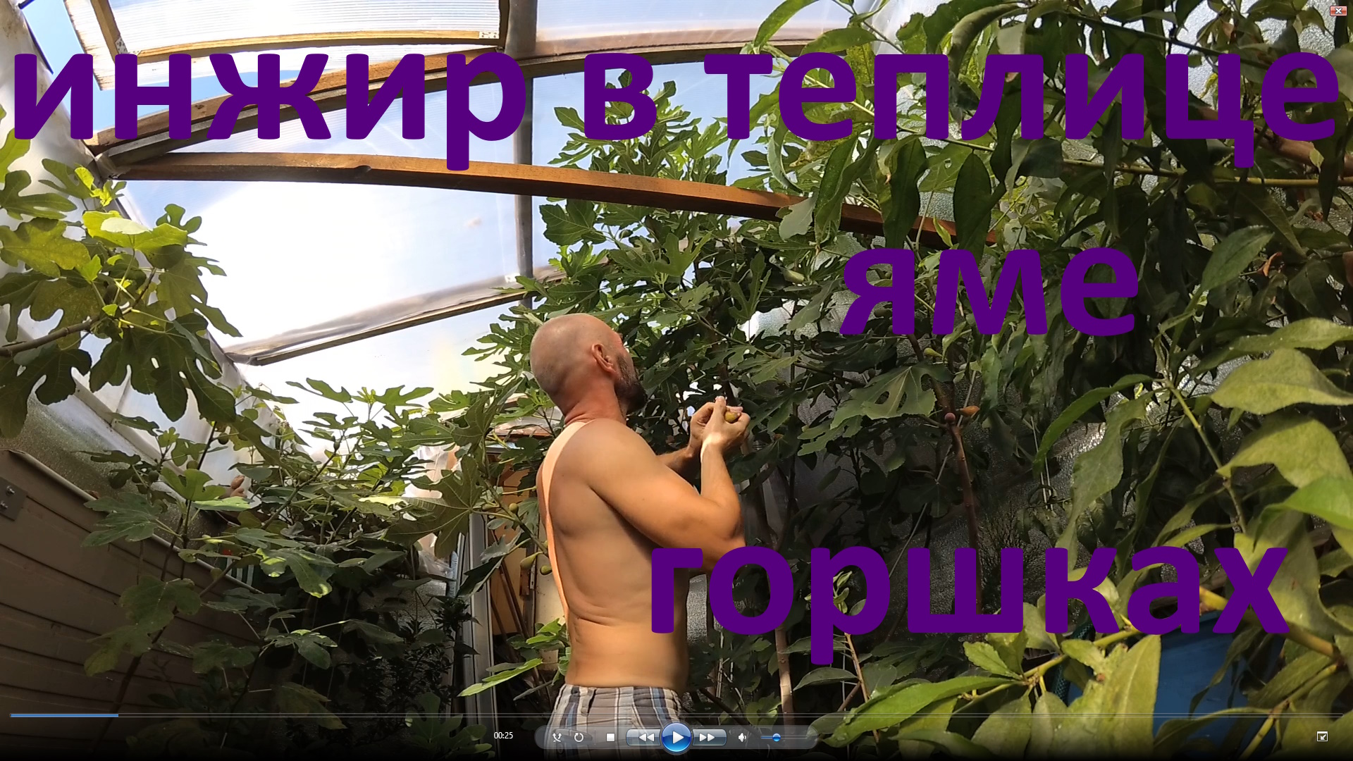 Инжир Крымский черный в г. Самара