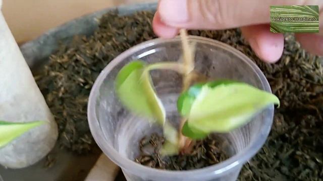 PHILODENDRON CREAM SPLASH PROPAGATION | How To Propagate Heart Leaf Philodendron | Cream Splash Car смотреть онлайн