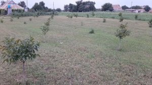 Как правильно посадить ореховый сад. Walnuts Broker #СкороплодныеГрецкиеОрехи