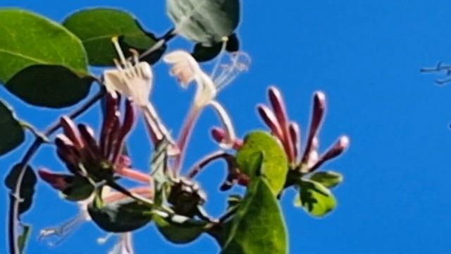 cây kim ngân hoa .Lonicera caprifolium , Thiên nhiên quanh ta. смотреть онлайн