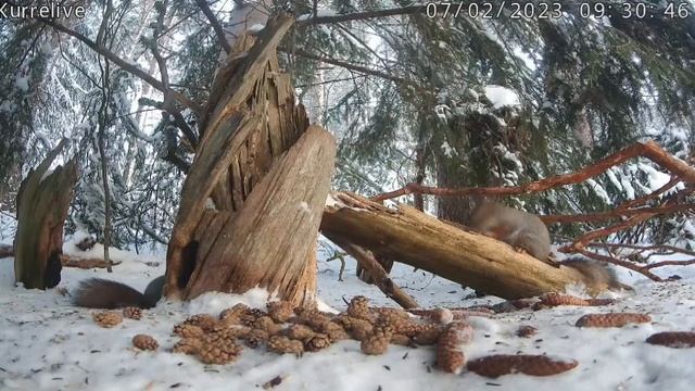 Интересная кормушка-шишки появились,присутствие человека не видно#Финляндия смотреть онлайн