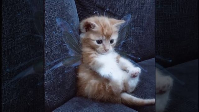 Король и шут - Ведьма и осел (speed up) смотреть онлайн