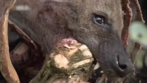 5 Животных с однополыми отношениями