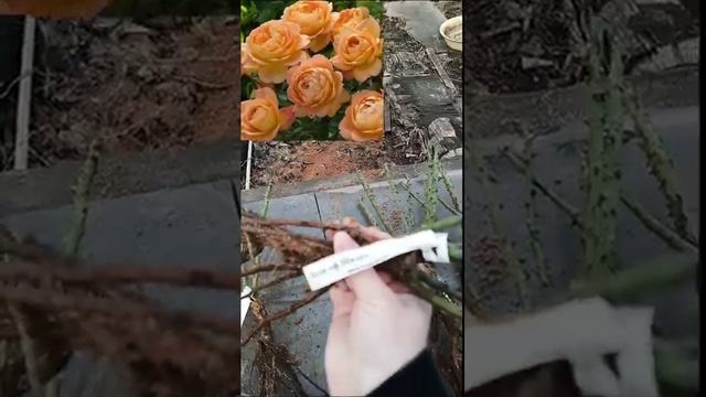Распаковка посылки с саженцами роз из питомника Нью-Джерси. Весна 2023. смотреть онлайн