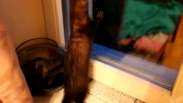 Как поймать черепаху. Игры хорьков смотреть онлайн