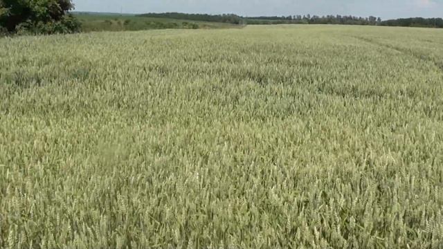 Ваточник замедував смотреть онлайн