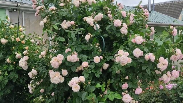 РОЗА БУКЕ ПАРФЕ. КАК ВЫРАСТИТЬ КУСТ 2х3м смотреть онлайн