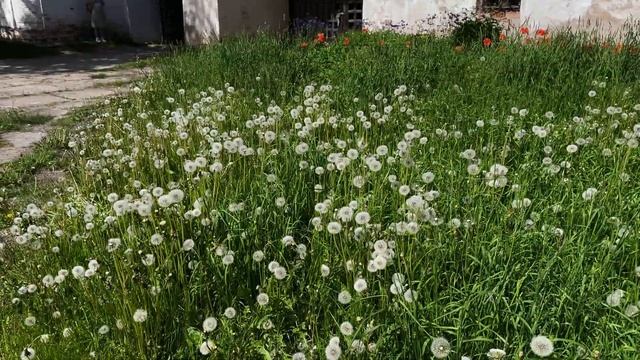 Где погулять в Великом Новгороде и на озере Ильмень смотреть онлайн