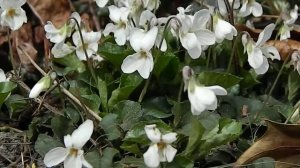 Viola odorata Alba