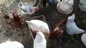 Сбор яиц ??? цены на корм ??инкубация перепелов