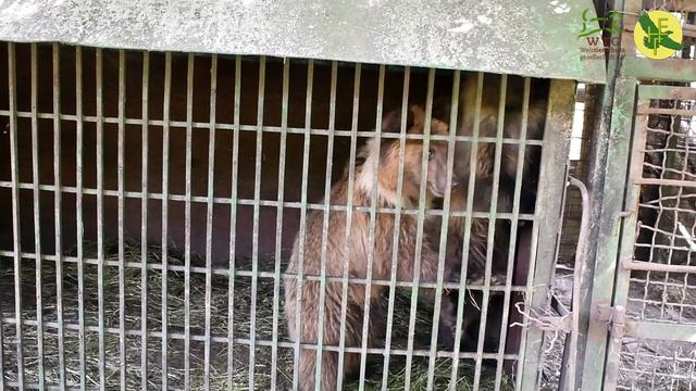 Фермерское разведение медведей / Фермерське розведення ведмедів / Bear Farming