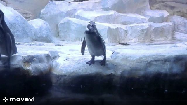 Влог / Московский зоопарк. Пингвин / 8.04.22 год