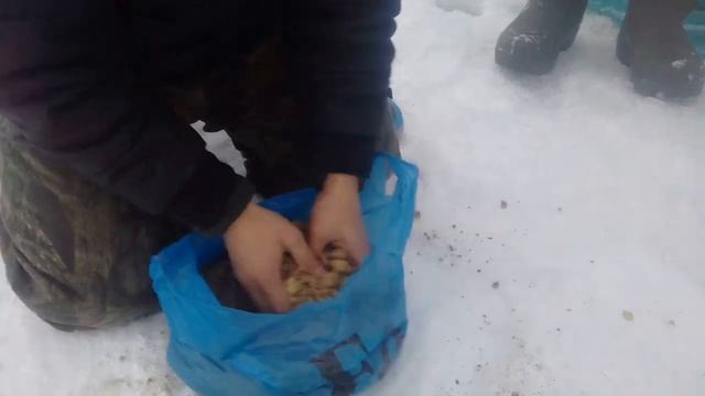 Тест ТОП Прикормки/Рыбалка  Сердобск пруд  Колдобаш