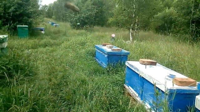 Пасека в лесу! И первый лесной мёд! смотреть онлайн