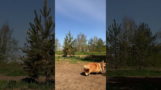 Главное на праздниках - поиграть с собакой в фрисби