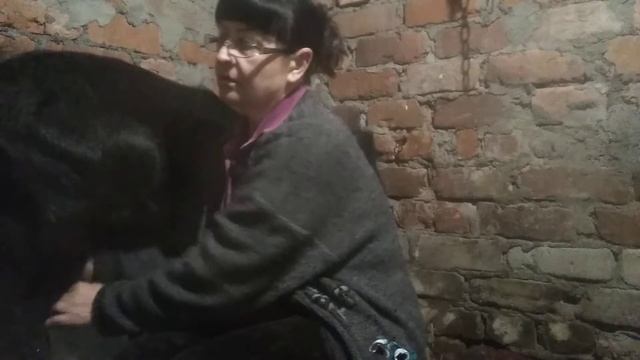 #козы#как подоить козу# если она не стоит. смотреть онлайн