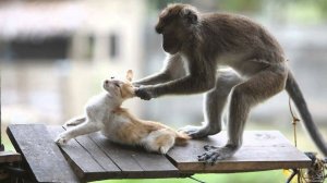 Смешные и весёлые приколы про животных 2021