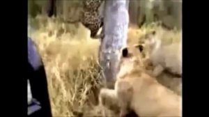 Леопард против орла, против гиены. Бабуины атаковали леопарда.