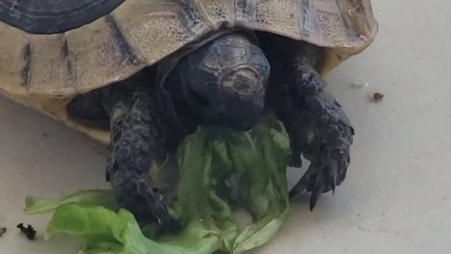 Маленькая черепашка заглотила большой лист салата. Как кушают черепахи смотреть онлайн