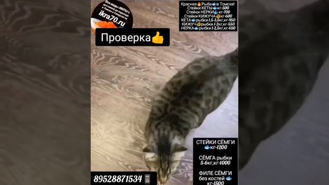 Красная Рыба? в Томске! Северске! Уха?Всему?Голова?Ммм.....  89528871534?. ?ikra70.ru