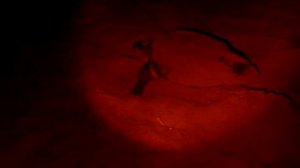 Черепаха логгерхед (Caretta caretta)