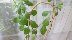 Комнатные Растения. Клеродендрум Угандийский Голубые Бабочки. Уход и Содержание.