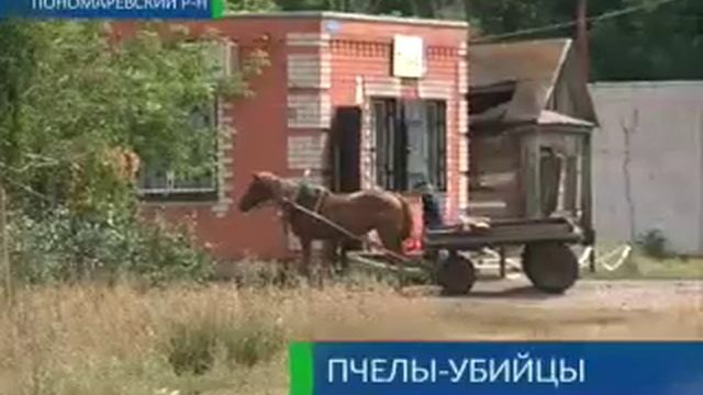 Пчелы-убийцы смотреть онлайн