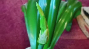 Лилия Гименокаллис. Показываю как начинается цветение