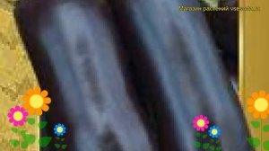 Баклажан Алмаз (Баклажан Almaz). Краткий обзор, описание характеристик, где купить семена Almaz