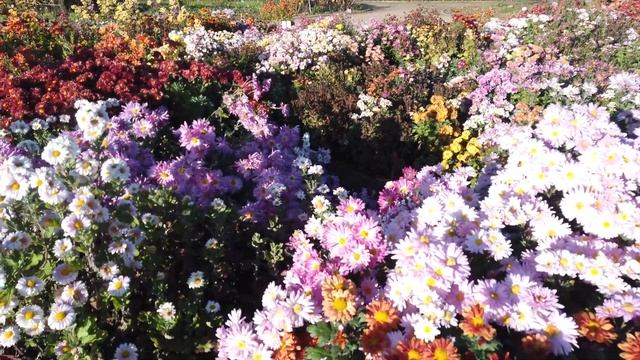 Бал Хризантем в Симферополе смотреть онлайн