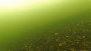 life in a lake under water in winter