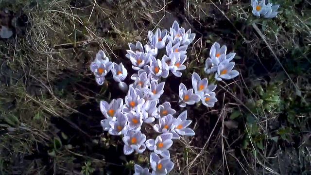 КВІТИ. Нектароноси пилконоси. Крокус(Шафран) смотреть онлайн