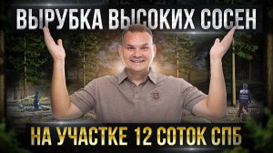 Вырубка ВЫСОКИХ СОСЕН на участке 12 соток / Деревья в 50 метров высоту / Ленинградская область