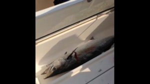 KING FISH 28 KG FISHING DUBAI BARRACUDA