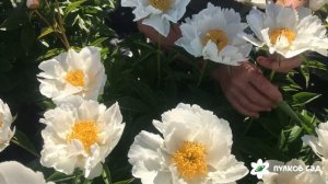 Krinkled white peony. Кринклед Уайт пион. Пулков сад (2022 г)