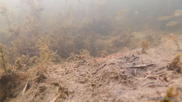 EKEN H9 съёмка под водой(небольшой тест) смотреть онлайн