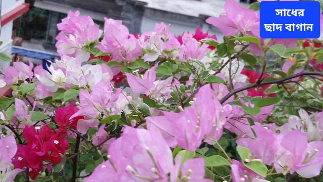 সারাবছর ধরে প্রচুর বোগেনভ্যালিয়া ফুল পেতে, ৫টি সিক্রেট টিপস্ ; #bougainvillea #plants #care #tips смотреть онлайн