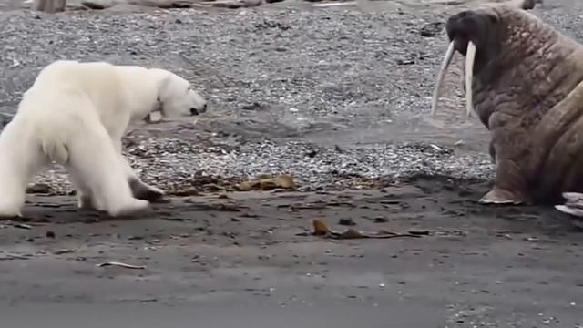 ПОЧЕМУ КИТЫ ВЗРЫВАЮТСЯ ПОСЛЕ СМЕРТИ? смотреть онлайн