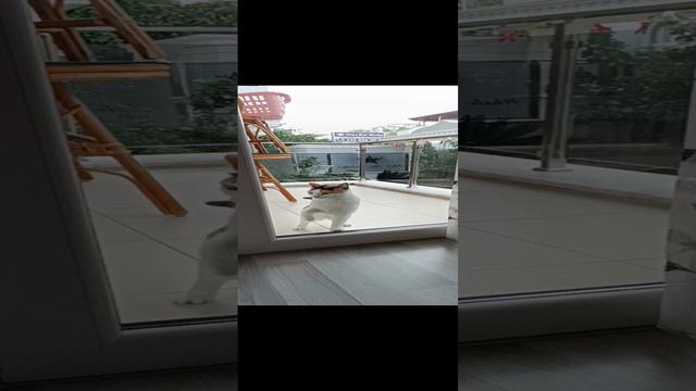 Котейка хочет войти